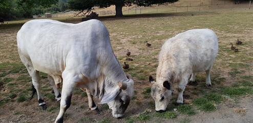 Duck and cow that live on a ranch.