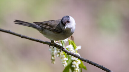 bird, natur, wild lebende tiere, tier, ast, baum, wild, aviär, spatz, blau, schnabel, singvogel