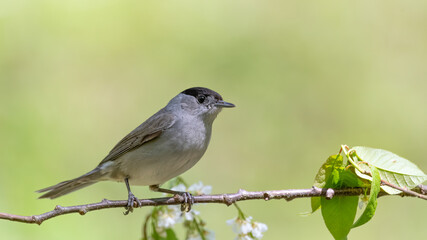 bird, natur, wild lebende tiere, tier, ast, wild, baum, schnabel, green