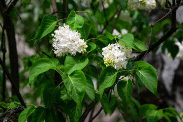 White flowers Syringa vulgaris (common lilac)