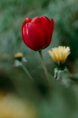 Colorful tulips blossom in spring. Beautiful floral background