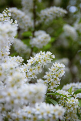 Bird Cherry Tree in Blossom.Close-up of a Flowering Prunus Avium Tree
