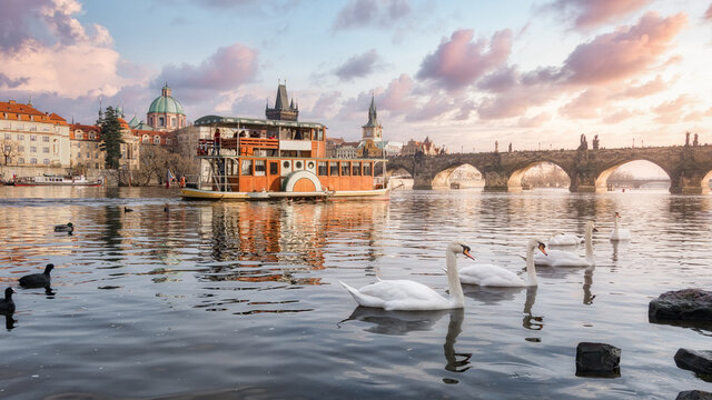 Flock of graceful swans floating on calm surface of river in old city under sunset sky
