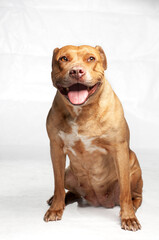 brown pitbull dog female sitting down on a white background, sticking out her tongue.