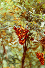 red berries hanging on green bush . Ardisia crenata