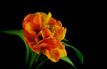 Orange terry tulip