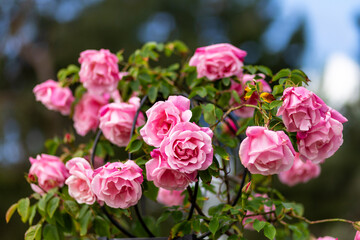 close up of delicate pink roses blooming in the garden
