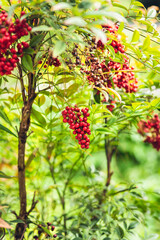 clusters of small red fruits on a green bush