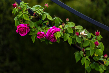 vibrant rose bush with pink red roses on dark background