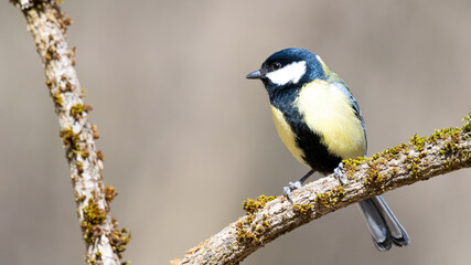 bird, natur, wild lebende tiere, ast, kohlmeise, tier, gelb, wild, meise,