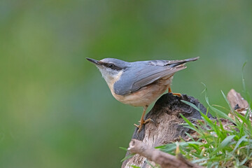 Eurasian Nuthatch in garden the Netherlands.
