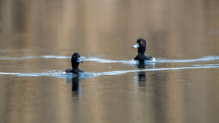 ente, bird, wasser, stockente, see, teich, natur, wild lebende tiere, tier, baden