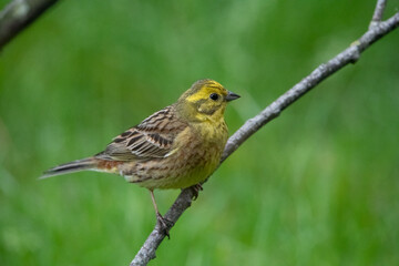 Yellowhammer  female in the Netherlands.