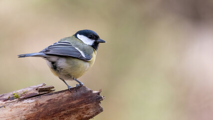 Fototapeta premium bird, natur, wild lebende tiere, tier, wild, ast, kohlmeise, meise, blau, grossartig,