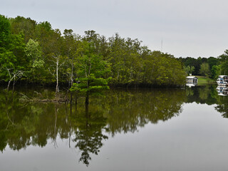 Cypress Forest in Bayou with Anchored House Boat and Reflections in Louisiana