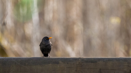 bird, taube, tier, natur, wild lebende tiere, amsel, schnabel, feather, black,