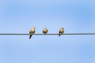 Pájaros en el alambre. Pájaros cielo azul.