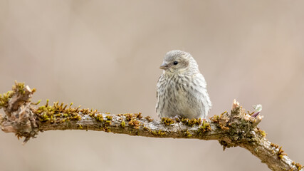 bird, natur, wild lebende tiere, tier, spatz, ast, wild, braun, schnabel, baum,