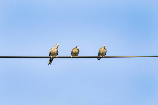 P&aacute;jaros en el alambre. P&aacute;jaros cielo azul.