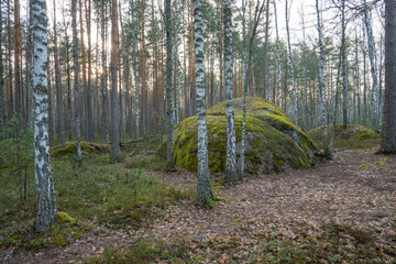 Ancient stones in the forest
- 433686754