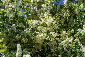 Flowering bird cherry tree as background. hackberry, Hagberry, hackberry,  or Mayday tree.