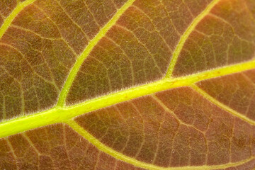 Macro shots, Beautiful nature scene. Closeup beautiful  Frame fresh leaf  background.