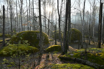 Ancient stones in the forest - 433687338