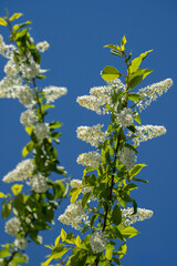 Two branches of bird cherry on a background of the sky. Hagberry, hackberry,  or Mayday tree