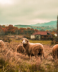 sheep in the mountains