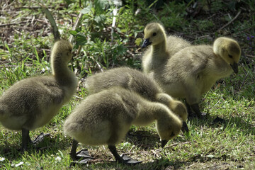 Water birds Geese in springtime in the Netherlands