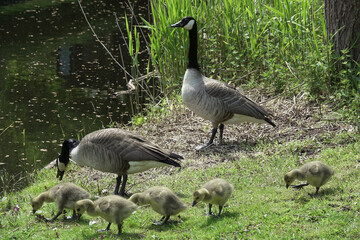 Water birds Geese  in springtime in the Netherlands