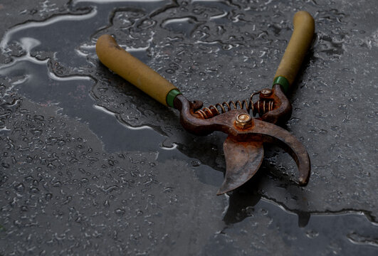 High angle of rusty metal pruning shears placed on wet black background in studio