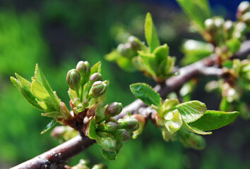 delicate white buds of cherry flowers among green leaves