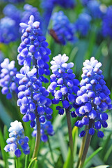 delicate blue muscari bright decoration of a spring flower bed