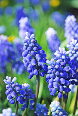 delicate blue muscari bright decoration of a spring flower bed