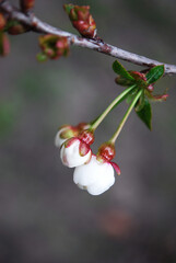 delicate white buds of cherry flowers among green leaves