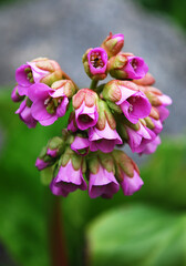 delicate pink badan bells among green leaves