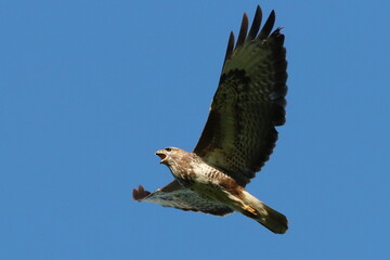 buse variable criant dans le ciel bleu
