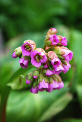 delicate pink badan bells among green leaves