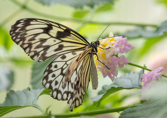 Closeup of paper kite butterfly (Idea Ieuconoe) perched on the pink and yellow flower of common lantana in the butterfly house