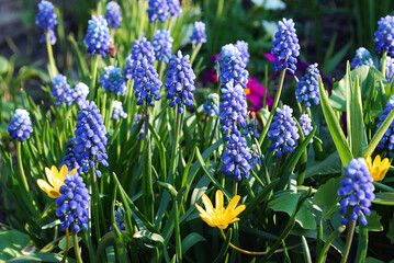 Fototapeta premium delicate blue muscari bright decoration of a spring flower bed