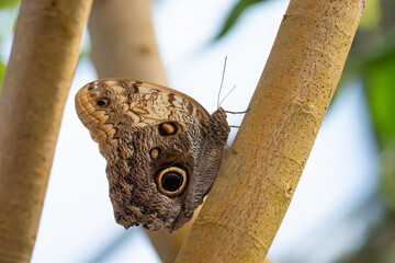 Closeup of owl butterfly (caligo) sitting on the plant in butterfly house