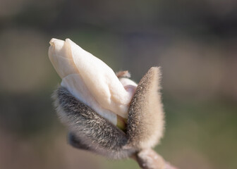 Closeup of white magnolia tree bud against blurry grey background