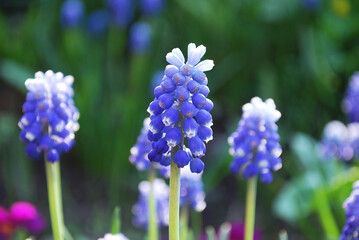 delicate blue muscari bright decoration of a spring flower bed