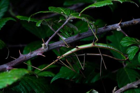 Copulation of couple stick insects Bacillus rossius in thorn bush overnight