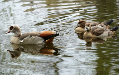 Water birds ducks  in springtime in the Netherlands