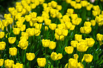 Obraz premium Beautiful yellow tulips flowers in spring garden