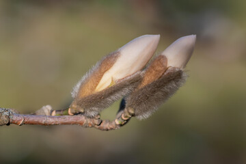 Closeup of two white magnolia tree buds against blurry grey background
