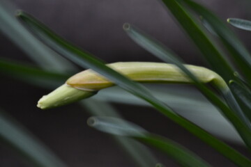 и нарциссу хочется тепла