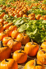 pumpkin patch at Halloween